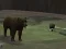 Juego Bear Den en línea