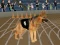 Juego Crazy Dog Racing Fever en línea
