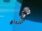 Juego Jungle Jump en línea