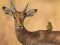 Juego Wild Deer Jigsaw en línea