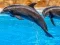 Juego Sea Dolphin Jigsaw en línea