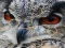 Juego Wild owl Jigsaw en línea