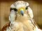 Juego Gyrfalcon Jigsaw en línea
