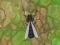 Juego Antwar.io en línea