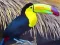 Juego Toucan Bird Jigsaw en línea
