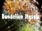 Juego Dandelion Jigsaw en línea