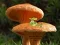 Juego Mushroom Plant Land Escape en línea