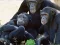 Juego Funny Chimpanzee Jungle Escape en línea