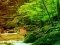 Juego Peaceful Rainbow Forest Escape en línea