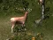 Juego Sniper Hunting Deadly Animal en línea