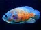 Juego Tiger Fish Jigsaw en línea