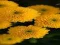 Juego Chrysanthemums Jigsaw en línea