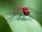 Juego Dragon Fly Jigsaw en línea