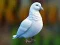 Juego Realistic Pigeon Rescue en línea