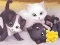 Juego Jigsaw Puzzle: Playing Cats en línea