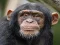 Juego Chimpanzee Jigsaw en línea