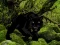 Juego Escape from Black Panther Forest en línea