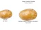 Juego Potato Construct 2 Edition en línea