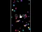 Juego Pop Ball en línea
