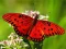 Juego Nature Jigsaw Puzzle Butterfly en línea