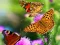 Juego Butterfly Slide en línea