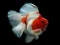 Juego Gold Fish Jigsaw Puzzle en línea