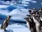 Juego Penguins Slide en línea
