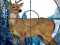 Juego Sniper Stag Hunter en línea