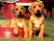Juego Puppy Pairs Puzzle en línea