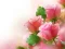 Juego Pink Roses en línea