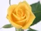 Juego Yellow Roses en línea