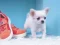 Juego Lovely Puppy Puzzle en línea