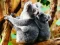 Juego Cute Baby Koala Bear en línea