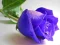 Juego Blue Roses en línea