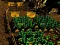 Juego Pixel Farm en línea