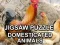 Juego Jigsaw Puzzle Domesticated Animals en línea