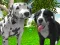 Juego Dog Simulator 3d en línea
