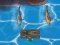 Juego Titanic Shark Attacks en línea