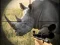 Juego Wild Rhino Hunter en línea