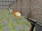 Juego Bullet Fire en línea