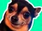Juego What meme dog are you ? en línea