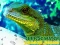 Juego Chinese Water Dragon Jigsaw en línea