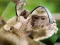 Juego Chimpanzee Jigsaw en línea