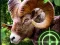 Juego Crazy Goat Hunter 2020 en línea