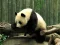 Juego Pandas Puzzle en línea
