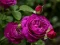 Juego Purple Roses en línea