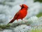 Juego Birds Puzzle en línea
