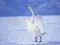 Juego Graceful Swans en línea
