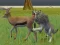 Juego Wolf Life Simulator en línea