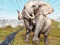 Juego Zoo Anomaly Simulation en línea